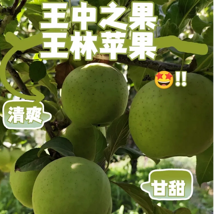 正宗新疆阿克苏王林苹果清脆甘甜2025新果果园直发
