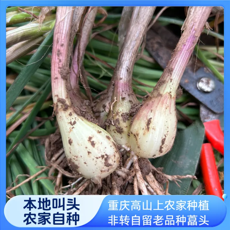 野藠头农村茭头叫头荞头教头小葱头小蒜头农家新鲜应季蔬菜不打药