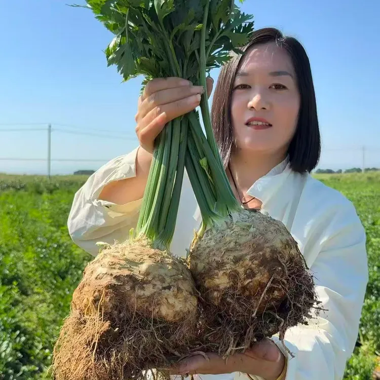 新品根芹疙瘩根芹球根芹寿光基地根疙瘩四季可盆栽可食用