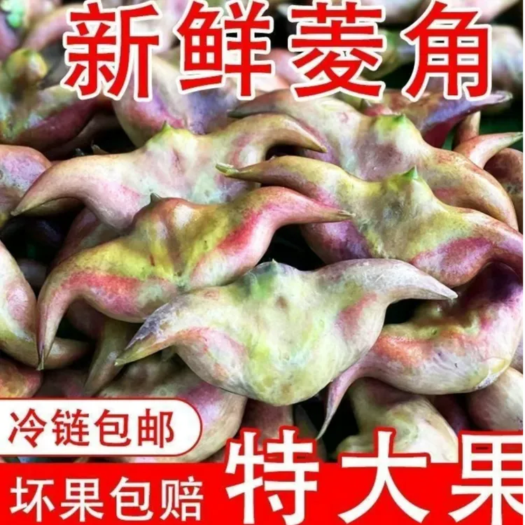 洪湖本地新鲜带壳嫩菱角脆嫩清甜爽口现摘现发