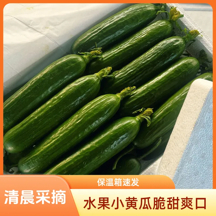 寿光无刺水果小黄瓜新鲜当天采摘生吃清脆多汁清甜爽口小黄瓜蘸酱