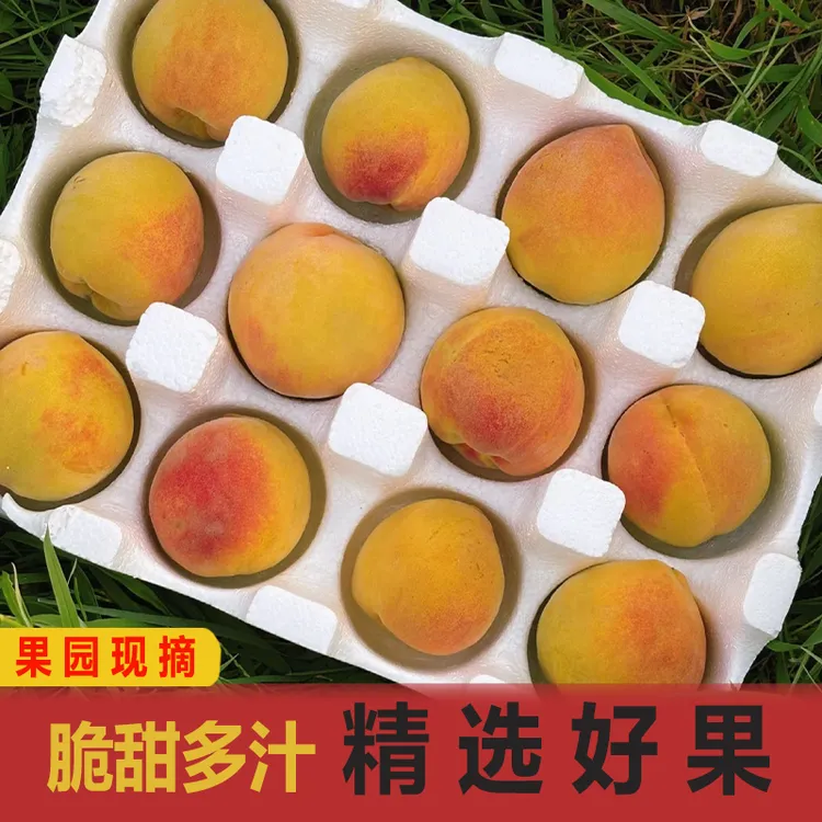 【芳家】露天现摘彩虹黄桃硬吃脆甜多汁软吃软糯香甜应季新鲜水果