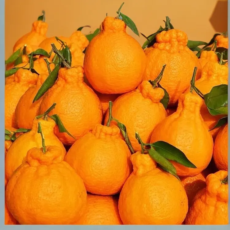 四川春见耙耙柑9斤新鲜粑粑柑橘子甜当季整箱水果丑柑桔包邮橄榄