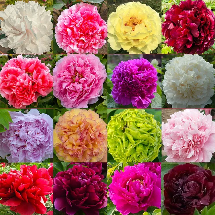 【盆栽牡丹】正宗洛阳观赏牡丹花重瓣大花（5～8枝条带盆发货）