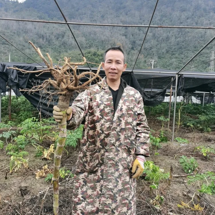 正品咸草神仙草长寿草鲜切干叶茎