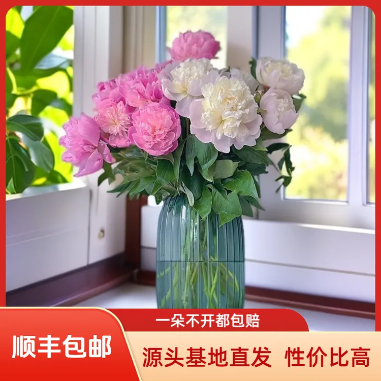 【现货】四川重瓣芍药花玲珑粉+珍珠粉 基地直发  顺丰包邮