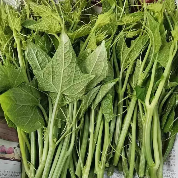 洋瓜尖，新鲜佛手瓜尖，洋丝瓜尖，露天种植，现摘现发
