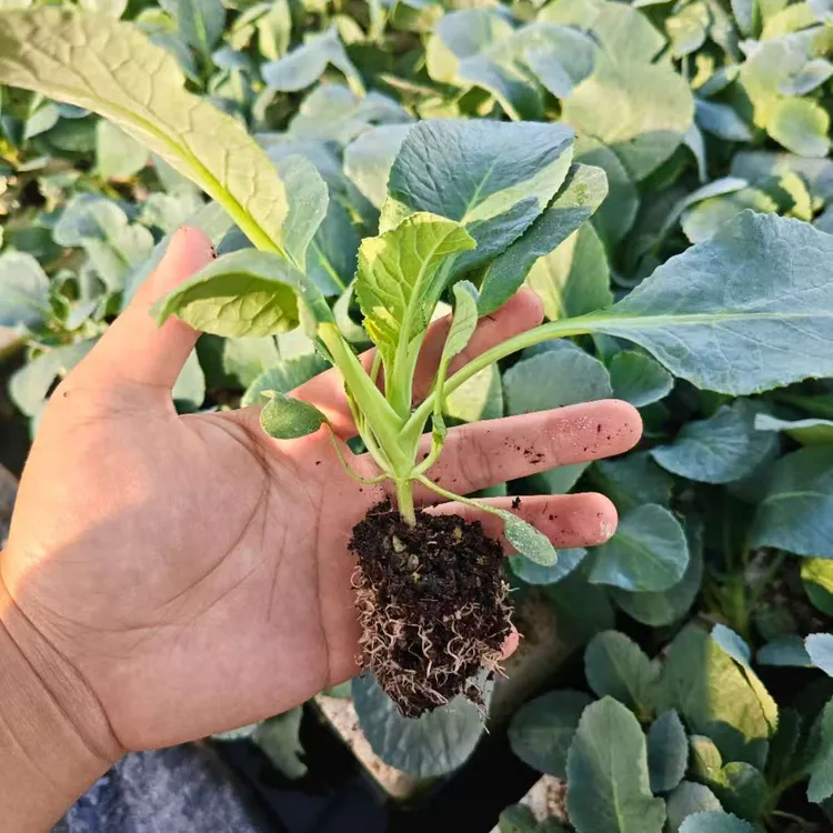 家庭创意植物蔬菜油麦菜菠菜绿植下单送西兰苔秧苗肥料