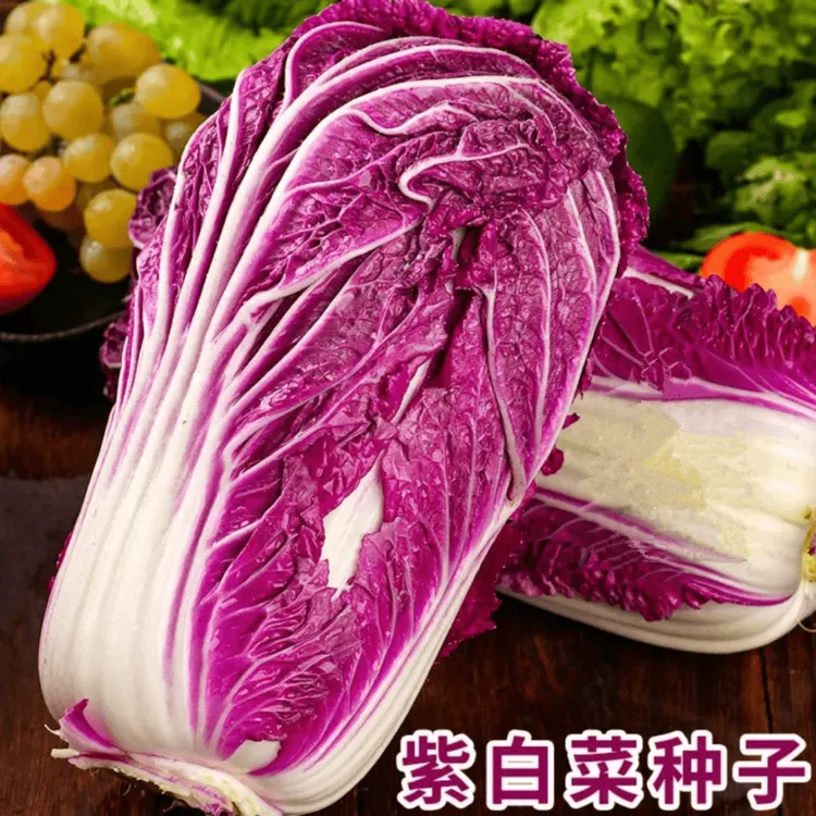 【紫白菜种子】紫白菜种子四季播种耐热庭院田地种植农家蔬菜孑菜籽