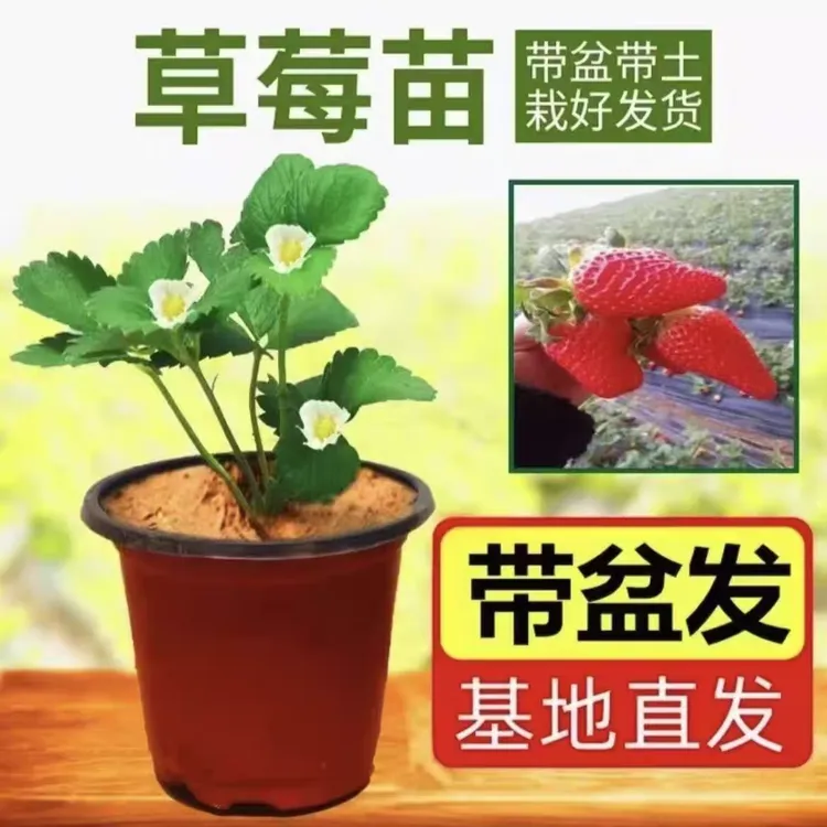 草莓苗四季奶油原盆原土盆栽适合南方北方种植白草莓红草莓秧苗