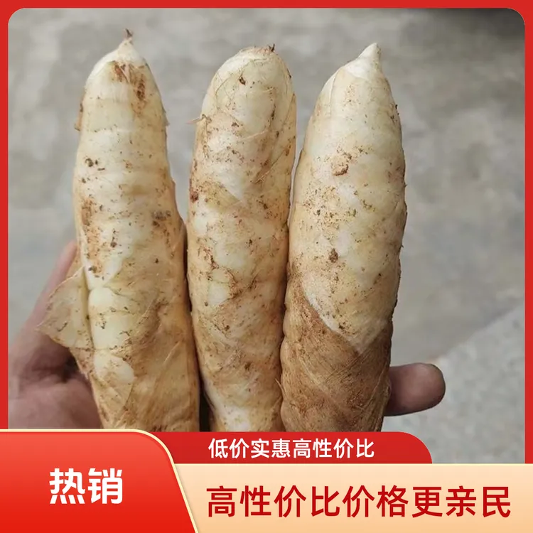 现货 5斤【3斤送2斤】 新鲜竹薯冬粉薯竹芋冬笋薯煲汤煎煮1斤包邮