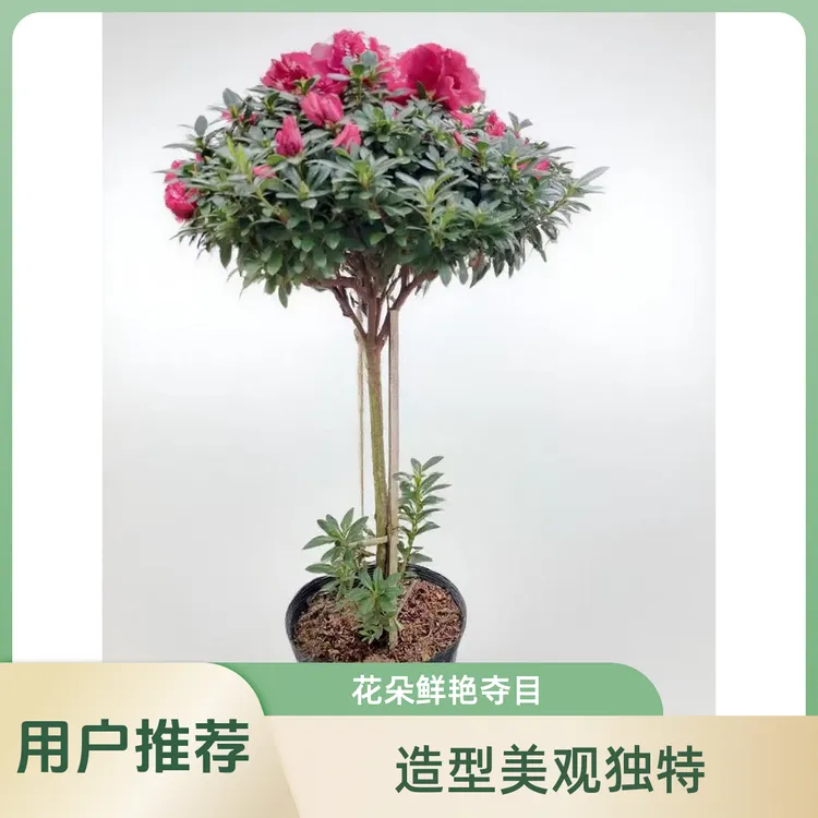 高杆红宝石盆栽带花苞四季开花室内外好养易活花卉绿植