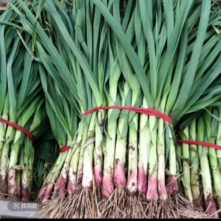农家自种新鲜红皮紫皮蒜苗带泥现挖香蒜味浓蔬菜