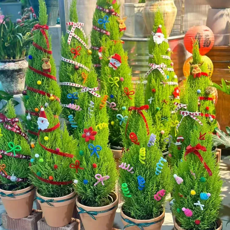 香冠柏圣诞树盆景四季常青办公室桌面绿植客厅好养耐寒植物