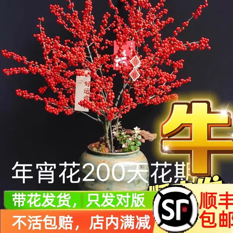 北美冬青盆栽带红果发货原盆原土适合阳台桌面庭院