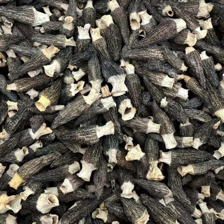 通货羊肚菌散装六妹2到6厘米高山林下种植头茬