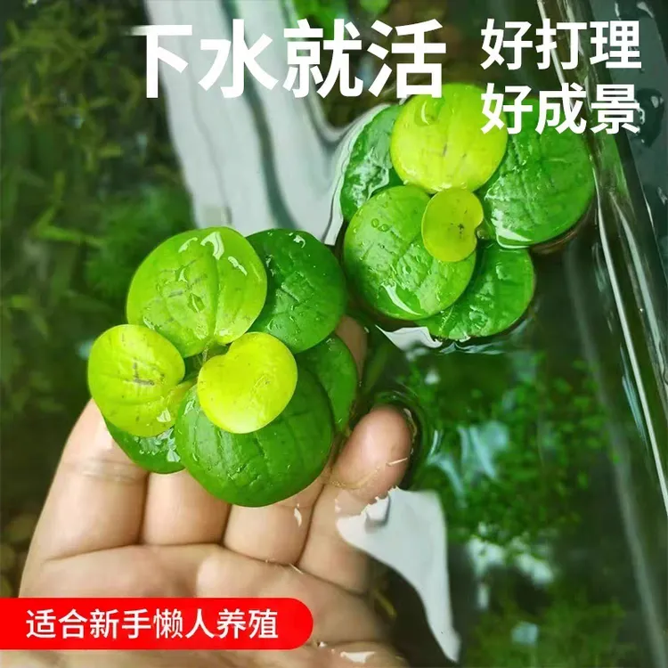 水草浮萍圆心萍净化水质水培绿植庭院鱼缸造景装饰易养活漂浮水草