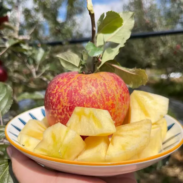 大凉山丑苹果【净重3斤】现摘现发脆甜多汁脆甜多汁香甜可口