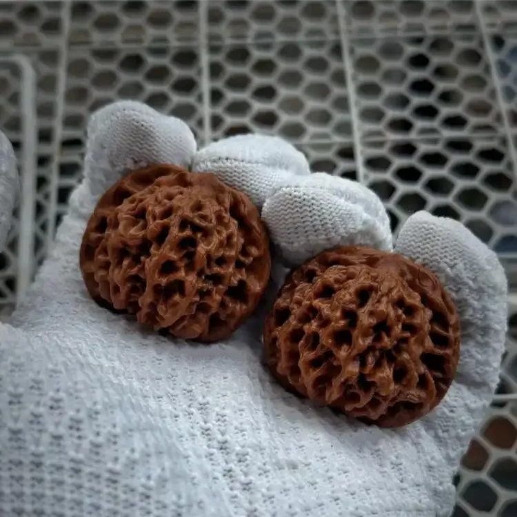 文玩核桃树苗嫁接苗麻核桃树苗狮子头官帽四座楼 3年苗买一送一