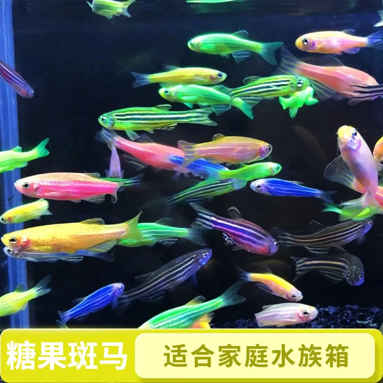 糖果 长鳍斑马鱼 蝶翼七彩小型淡水观赏鱼 好养耐活 适合新手饲养