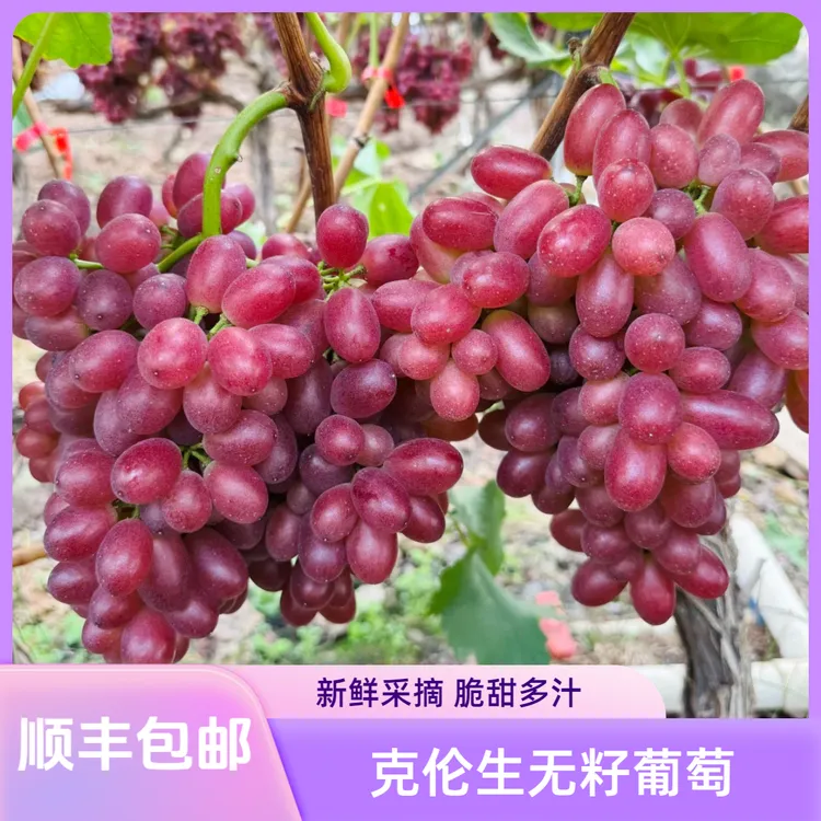 【顺丰包邮】现摘克伦生无籽葡萄脆甜爆汁新鲜采摘产地直发