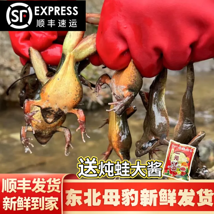 【东北林蛙】东北新鲜河鲜母豹子满籽满油赠送大酱