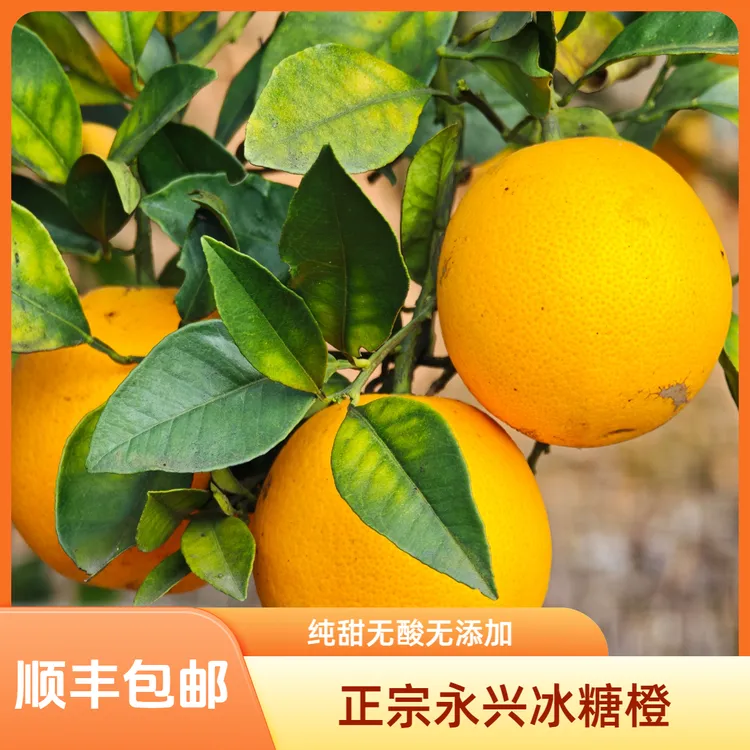 顺丰包邮正宗永兴涌水灌冰糖橙纯甜现摘现发香甜多汁当季新鲜水果