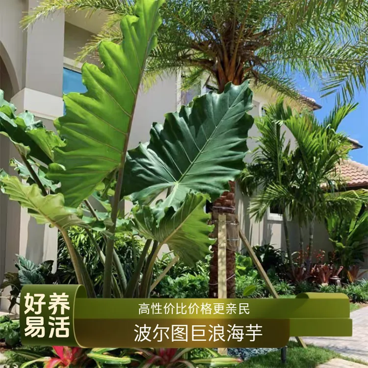 波尔图巨浪海芋盆栽室内外可水培好养绿植净化空气原盆带土球