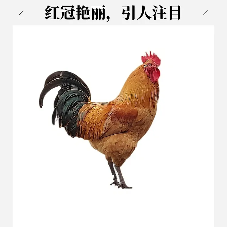 农家散养青脚大公鸡新鲜现杀柴鸡肉质鲜美顺丰包邮