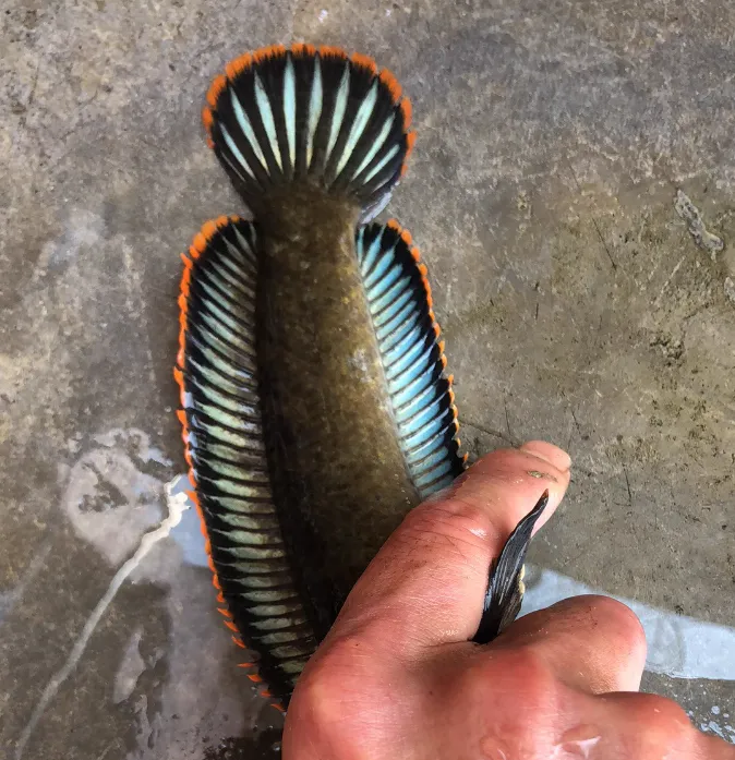 凶猛雷龙彩虹雷龙观赏鱼精品原生南鳢雷龙鱼七彩冷水鱼龙鱼淡水鱼