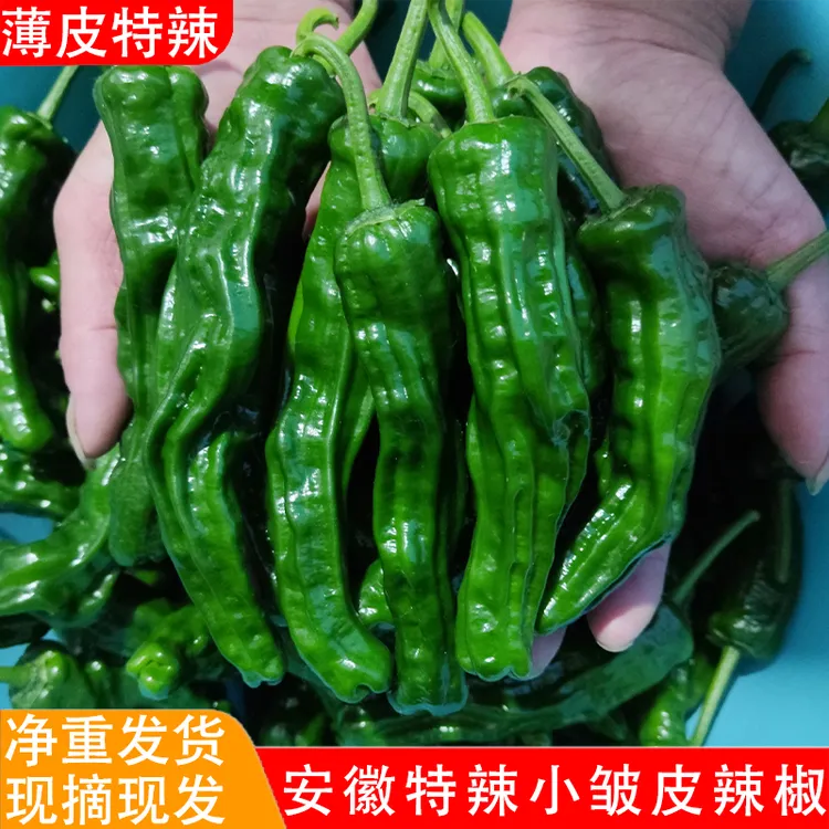 【中通快递】特辣辣椒新鲜青椒薄皮超辣小皱皮农家自种应季蔬菜直发