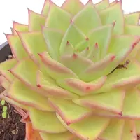 稀有货脱土 (多肉植物)满19.9包邮 云南基地源头直发新手好养
