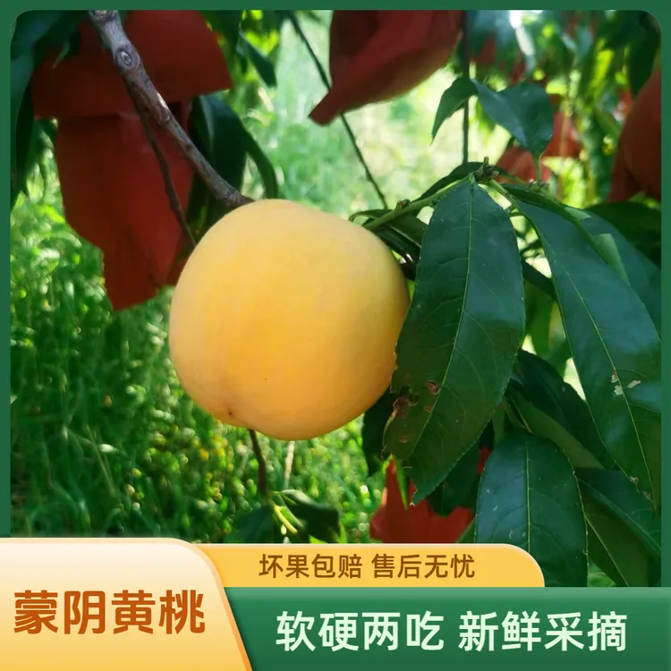 【京东包邮】蒙阴毛桃新鲜应季水果黄心毛桃脆甜多汁