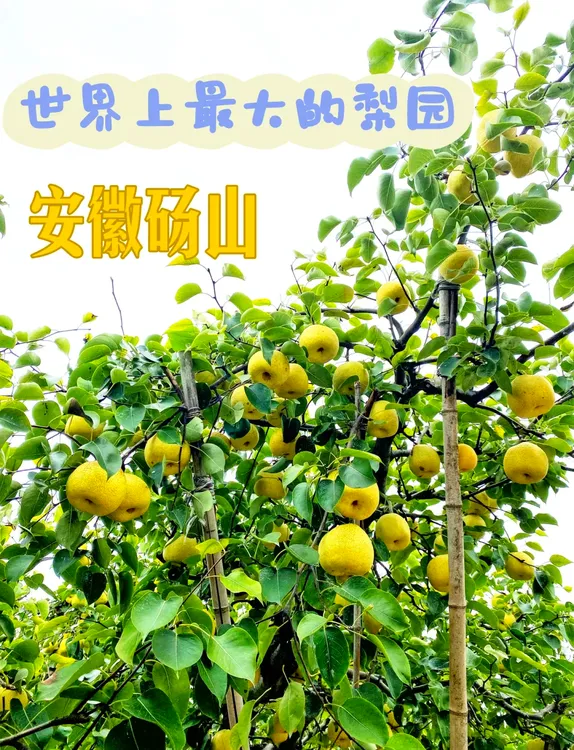 正宗砀山酥梨（当季）新鲜水果现摘现发脆甜爆汁皮薄味美