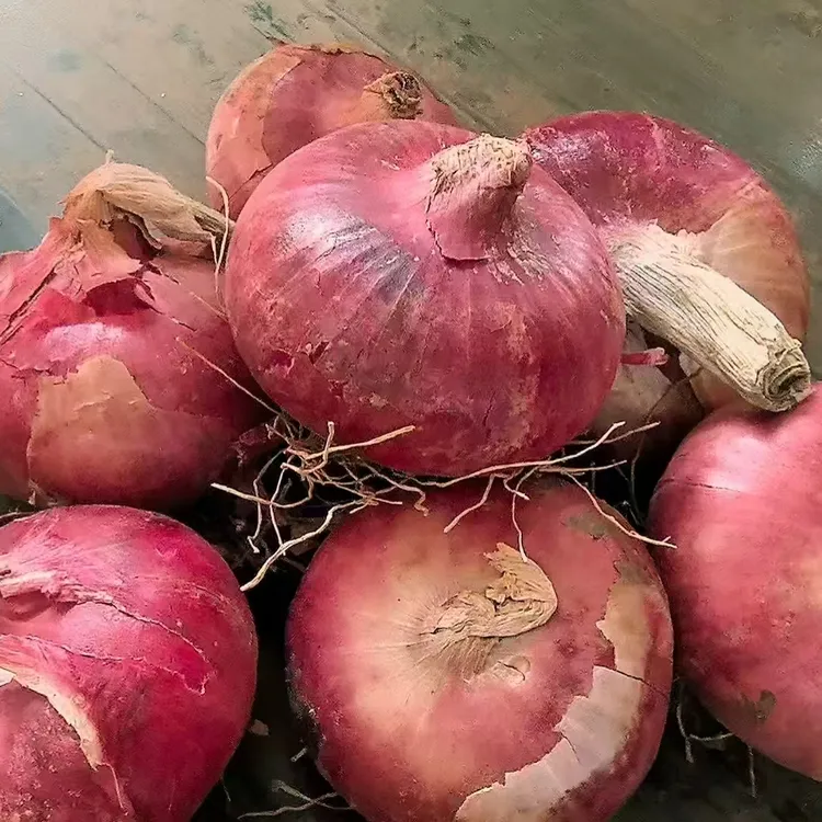 新鲜现挖可生吃的脆甜扁红洋葱水果蔬菜洋葱5-8公分水果洋葱