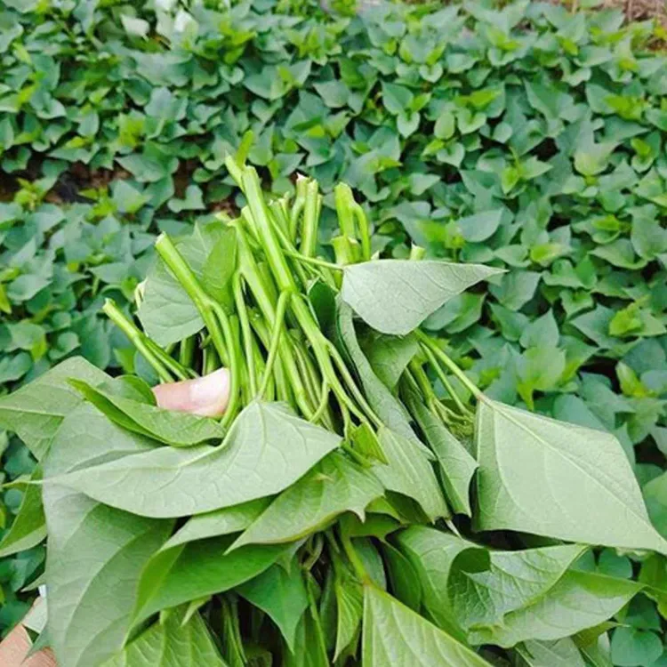 农家种植应季绿色新鲜红薯叶红薯茎番薯叶现摘现发顺丰包邮