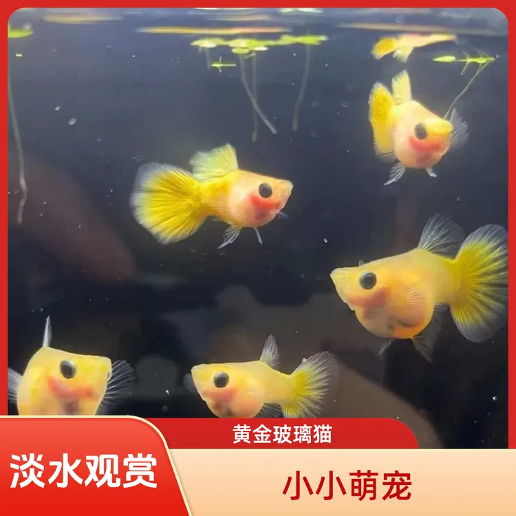 黄金玻璃猫孔雀鱼好养耐活热带淡水观赏小鱼金波子鱼观赏鱼