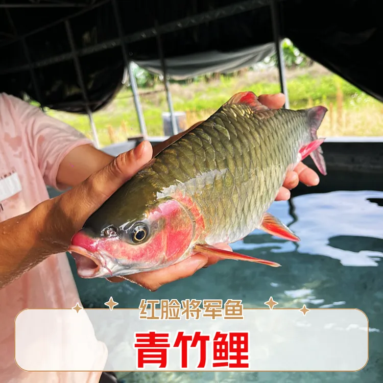 优质青竹鲤鱼广西红脸青倒刺鲃淡水鱼观赏鱼渔场直供