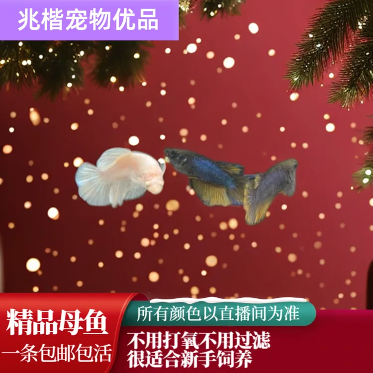 F3（49-72）泰国斗鱼活体优品观赏鱼活体（随机一条母鱼）