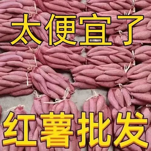 【抢购中】正宗黄心板栗薯新鲜地瓜红薯超甜粉茶叶绿茶养生茶雀舌