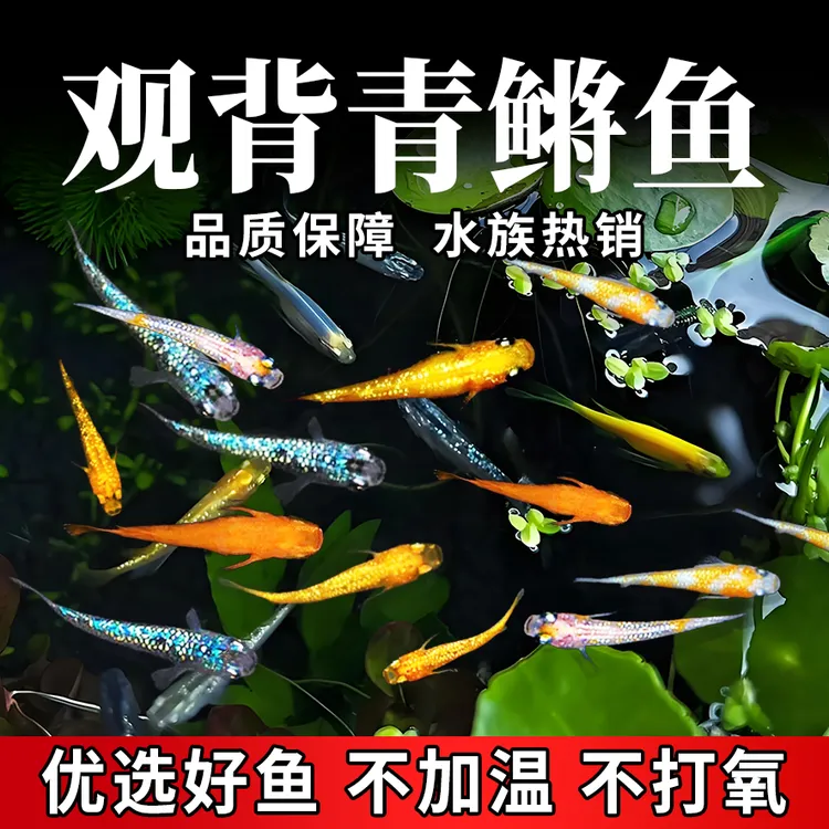 观赏鱼观背青鳉活体冷水鱼不加温度不打氧小鱼观赏鱼