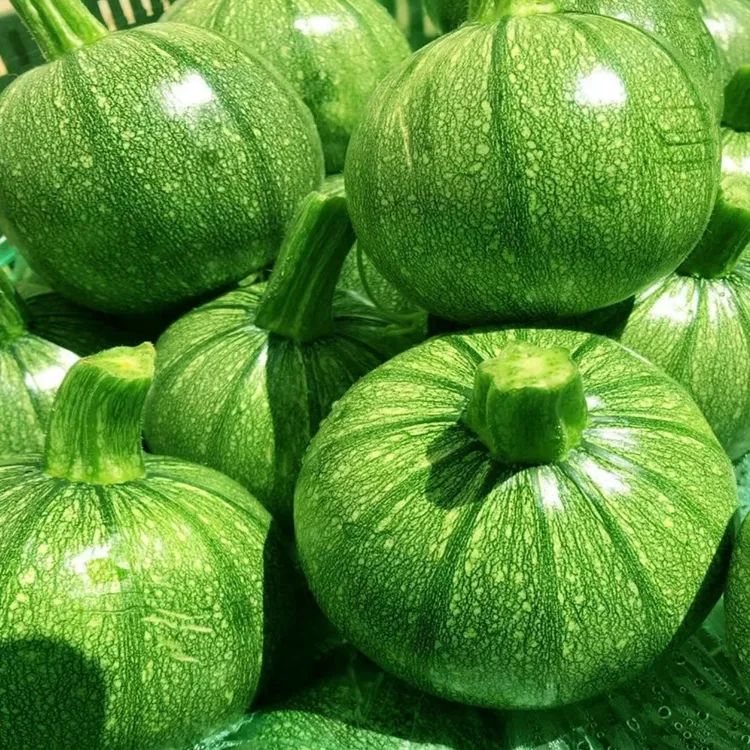 蘸水菜小圆瓜嫩南瓜农家自种安心太好吃了南方蔬菜云南水煮嫩南瓜