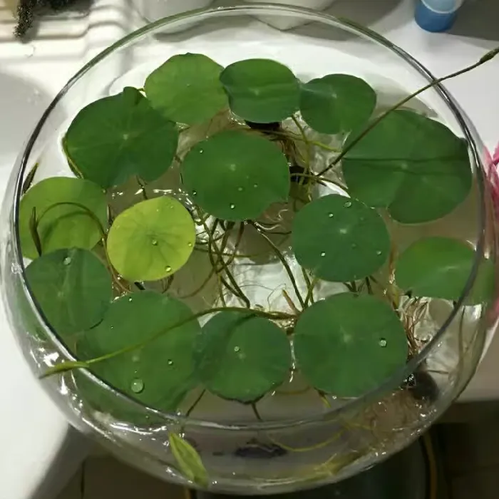 创意水培瓶植物透明玻璃花瓶容器绿萝花盆鱼花共养缸水养摆件器皿