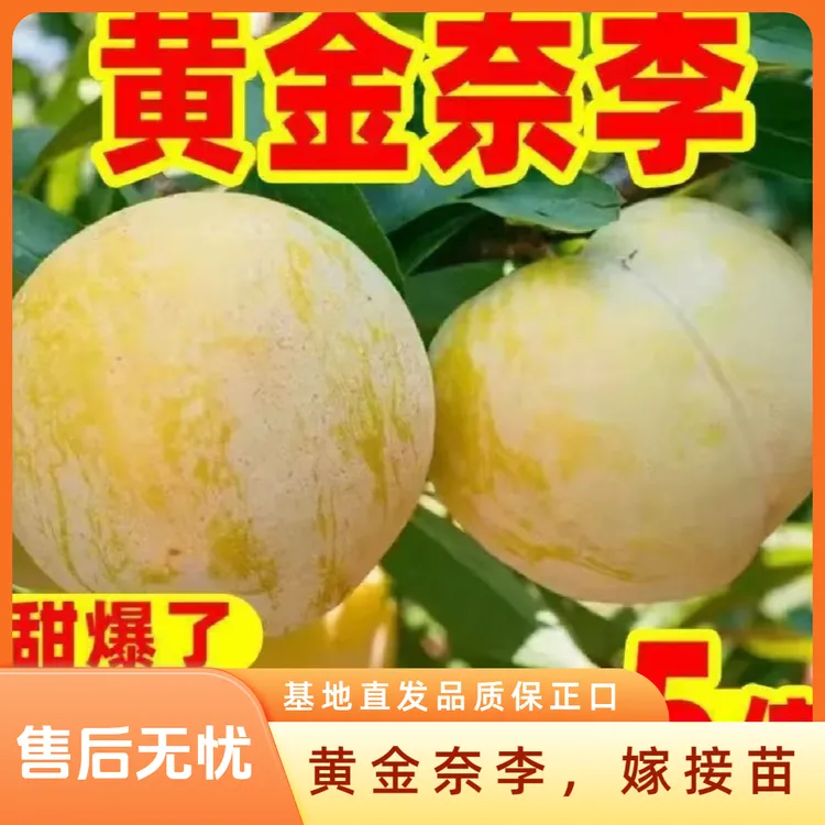 黄金奈李8-9月成熟 果实个大脆甜可口 ，黄金奈李树苗，李子苗，