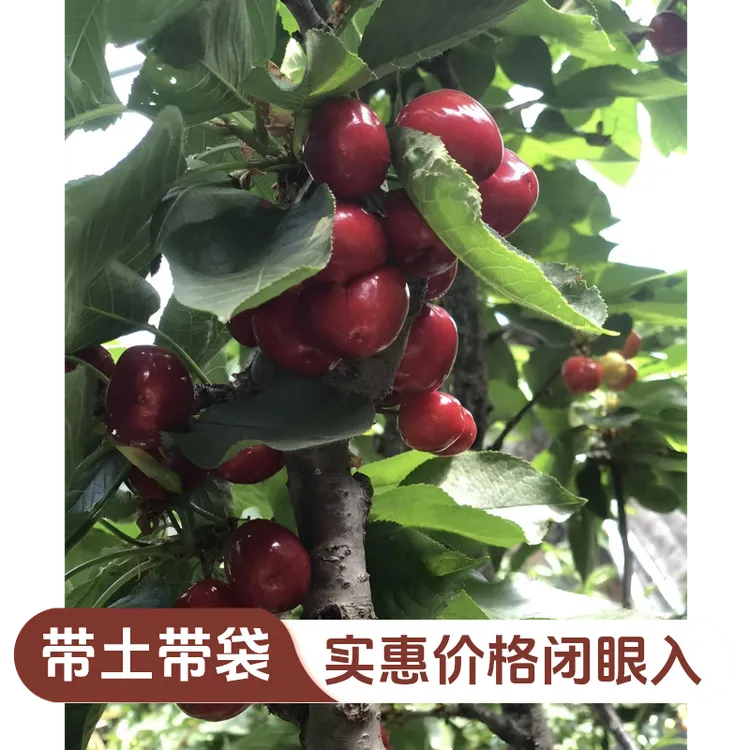 山农乐(原土原袋)车厘子大樱桃树苗各种品种南北方组合打木架包邮