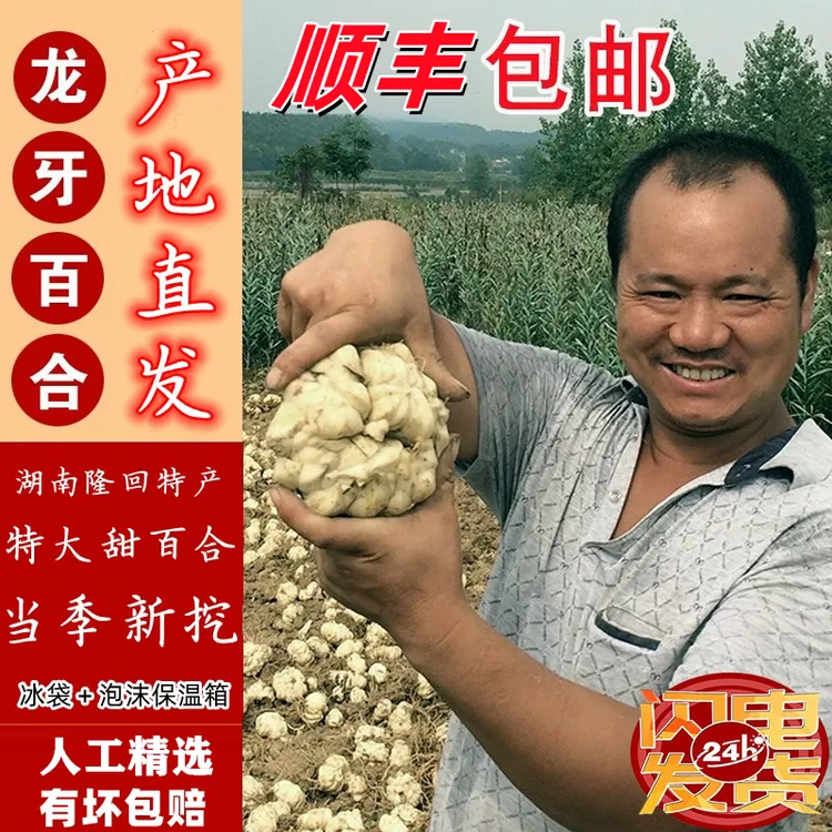 2025新鲜现挖龙牙鲜百合正宗湖南隆回特产药食同源非兰州龙山百合