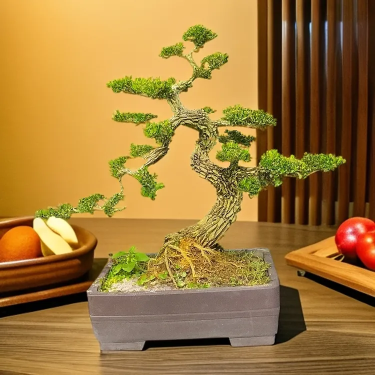 广东皱皮雀舌黄杨盆景