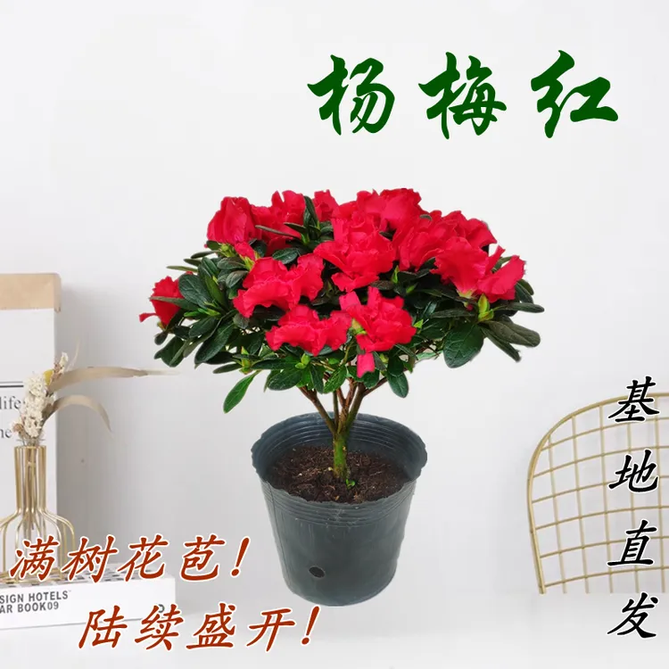 精品杨梅红杜鹃花杨梅红花卉花盆四季开花好养易活阳台室内外盆栽