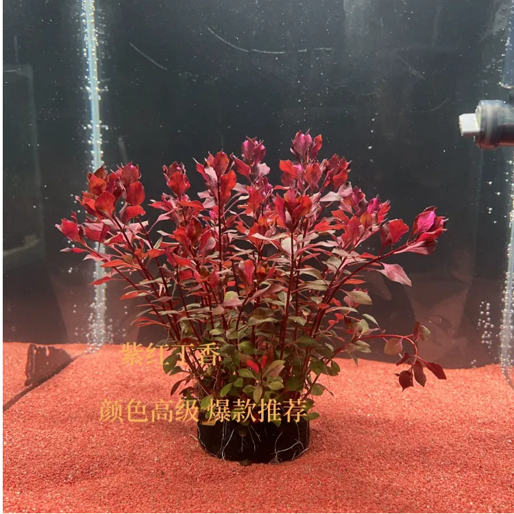 红玫瑰丁香水草红色系阴性无需CO2适合鱼缸鱼池造景