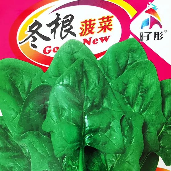 冬根菠菜种子耐高温低温春夏秋均可栽培当季全新优质蔬菜种子